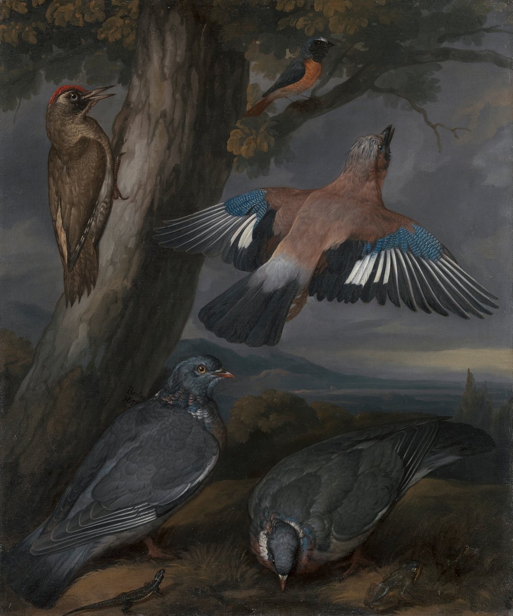 Jay, Yeşil Ağaçkakan, Güvercinler ve Kızılkuyruk by Francis Barlow