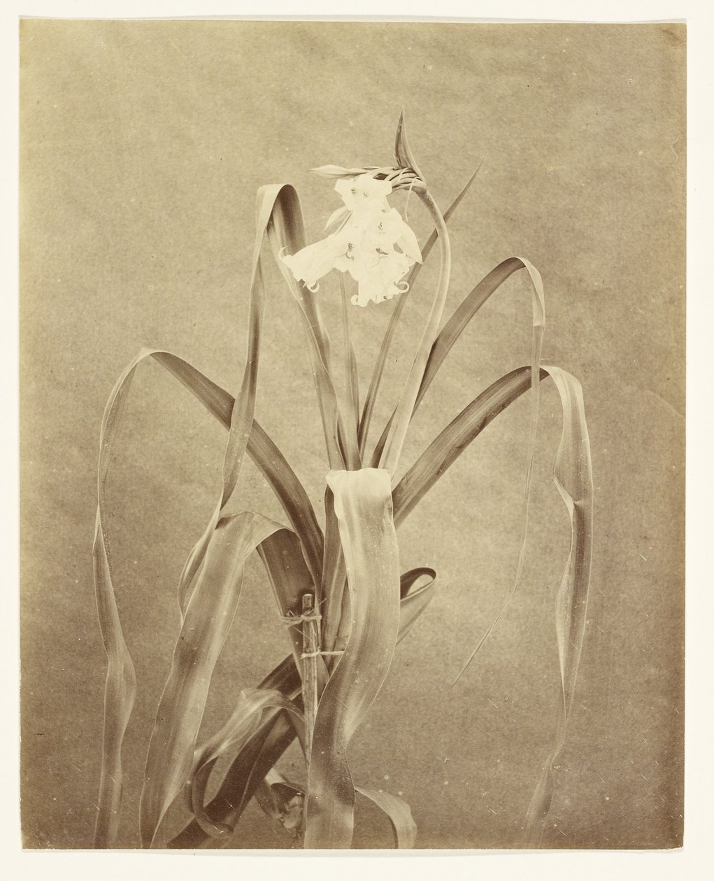  by Francis Edmond Currey