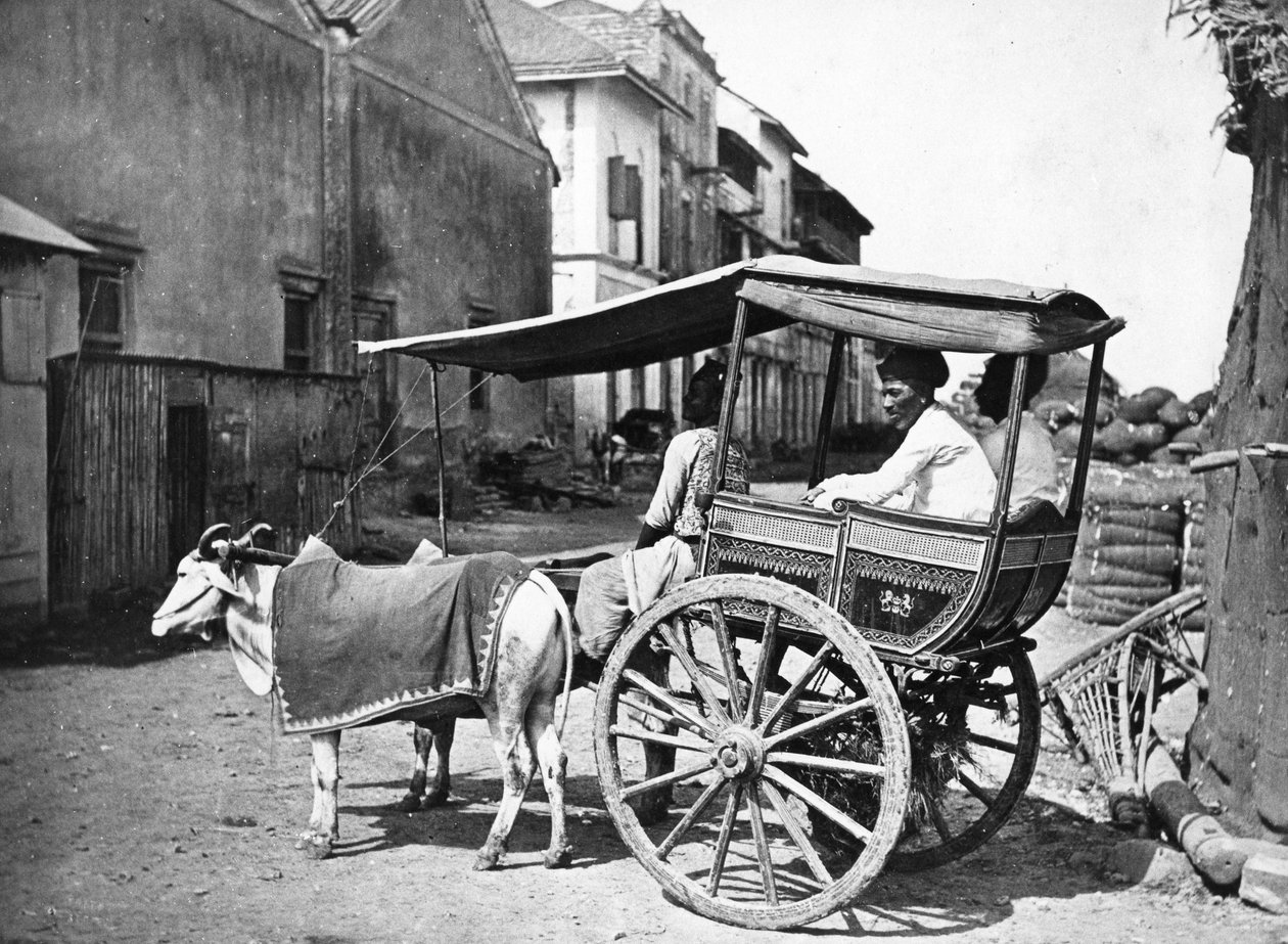 Bombay Hackerry, 1875 dolayları by Francis Frith