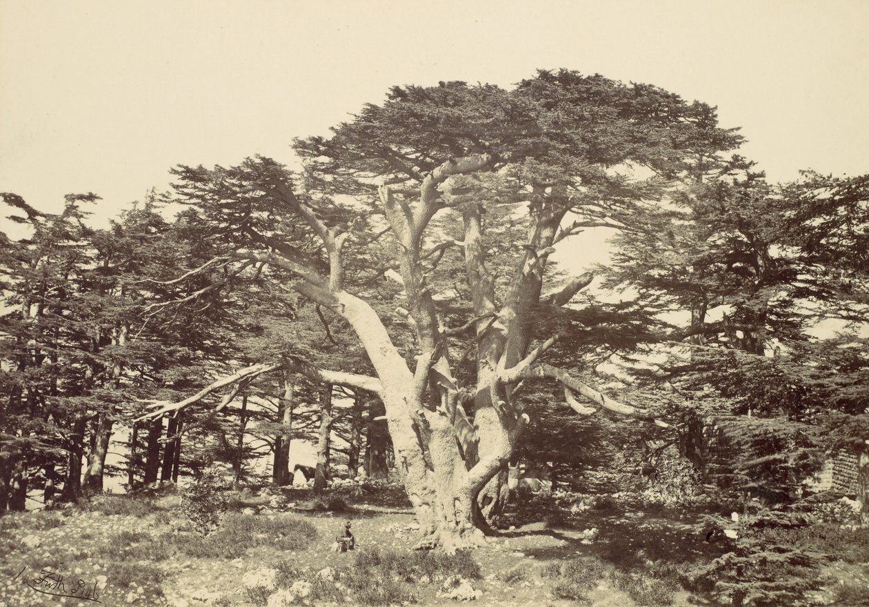 Sedirlerin En büyüğü, Lübnan Dağı, 1857. by Francis Frith