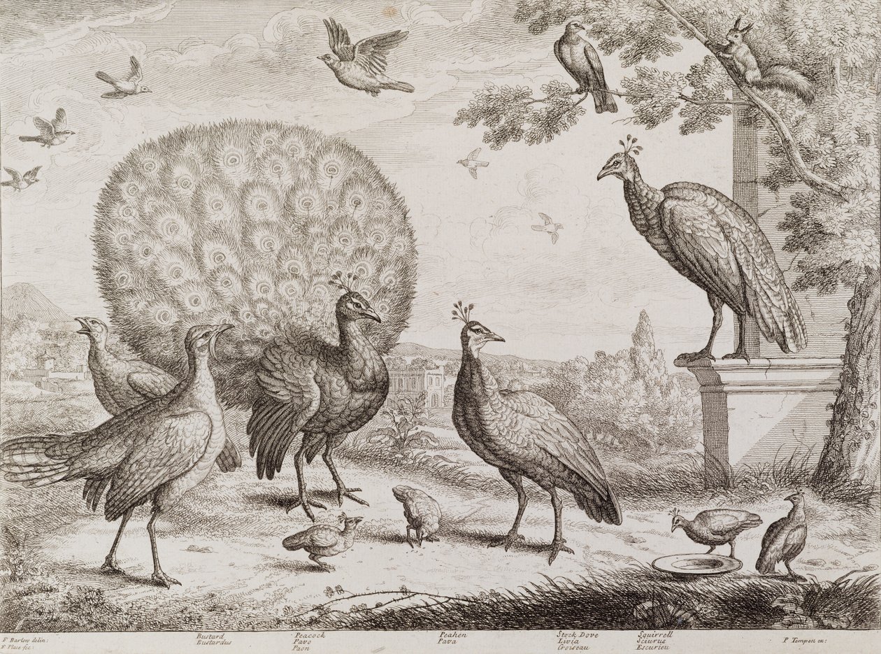 Tavus Kuşlu Kuşlar Grubu (gravür) by Francis Place