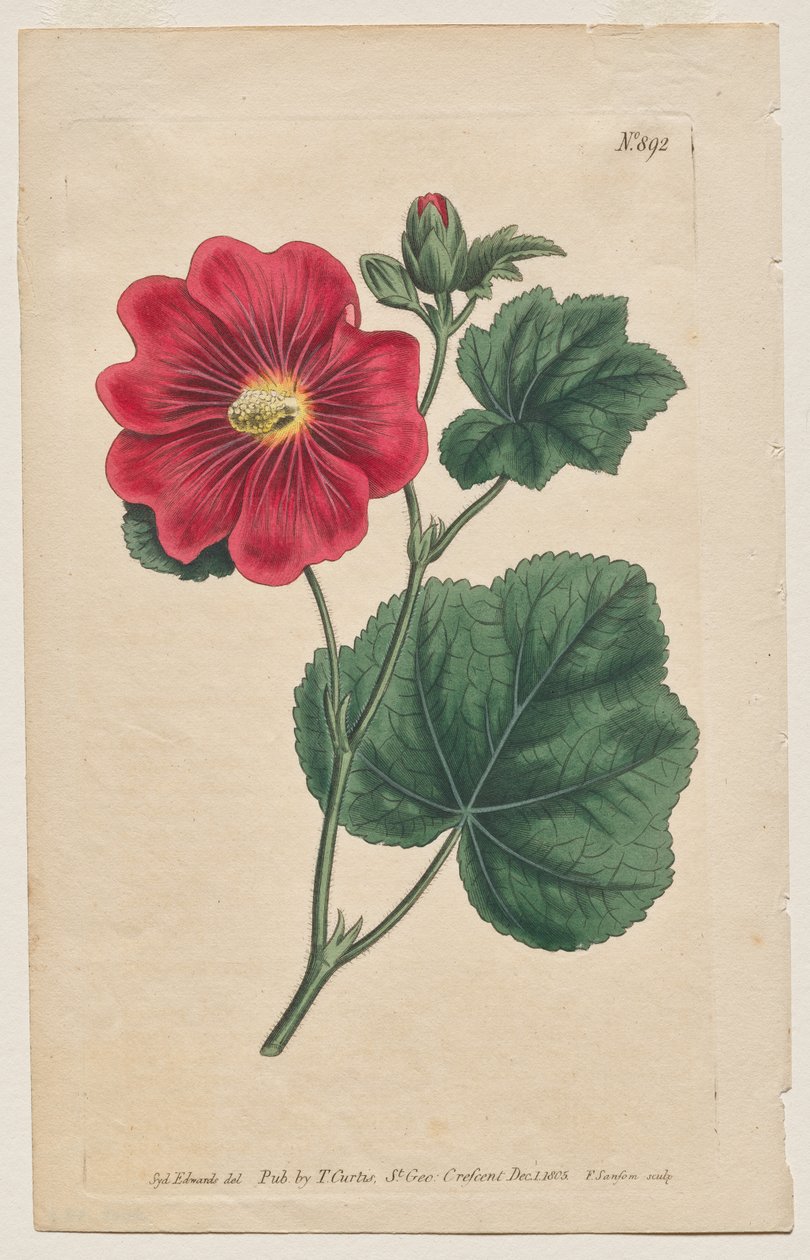 Sergilenen Botanik Dergisi veya Çiçek Bahçesi: Plaka 892, Althaea Flexuosa. Seringapatam Bir Gülhatmi. [Althea gül] by Francis Sansom