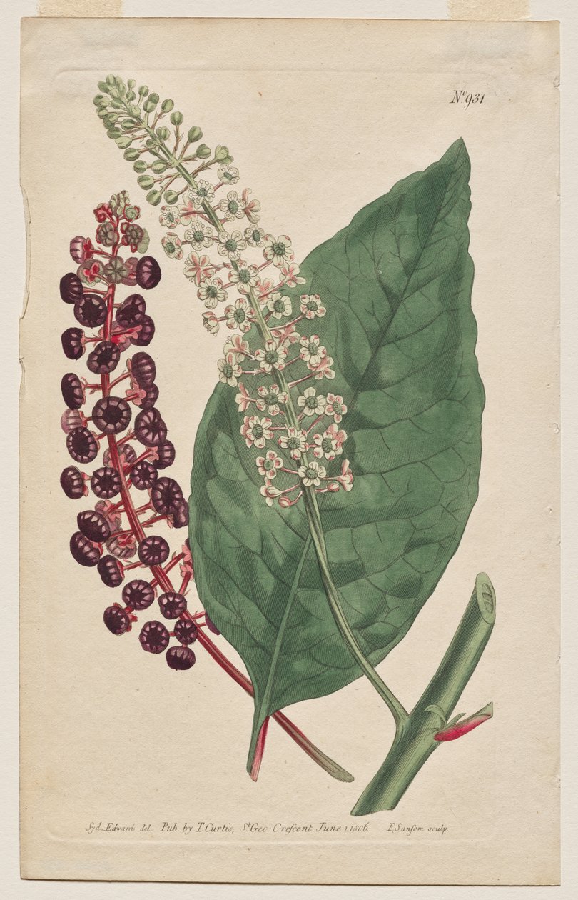 Sergilenen Botanik Dergisi veya Çiçek Bahçesi: Plaka 931, Phytolacca Decandra. Virginia Poke. [Phytolaca Americana] by Francis Sansom