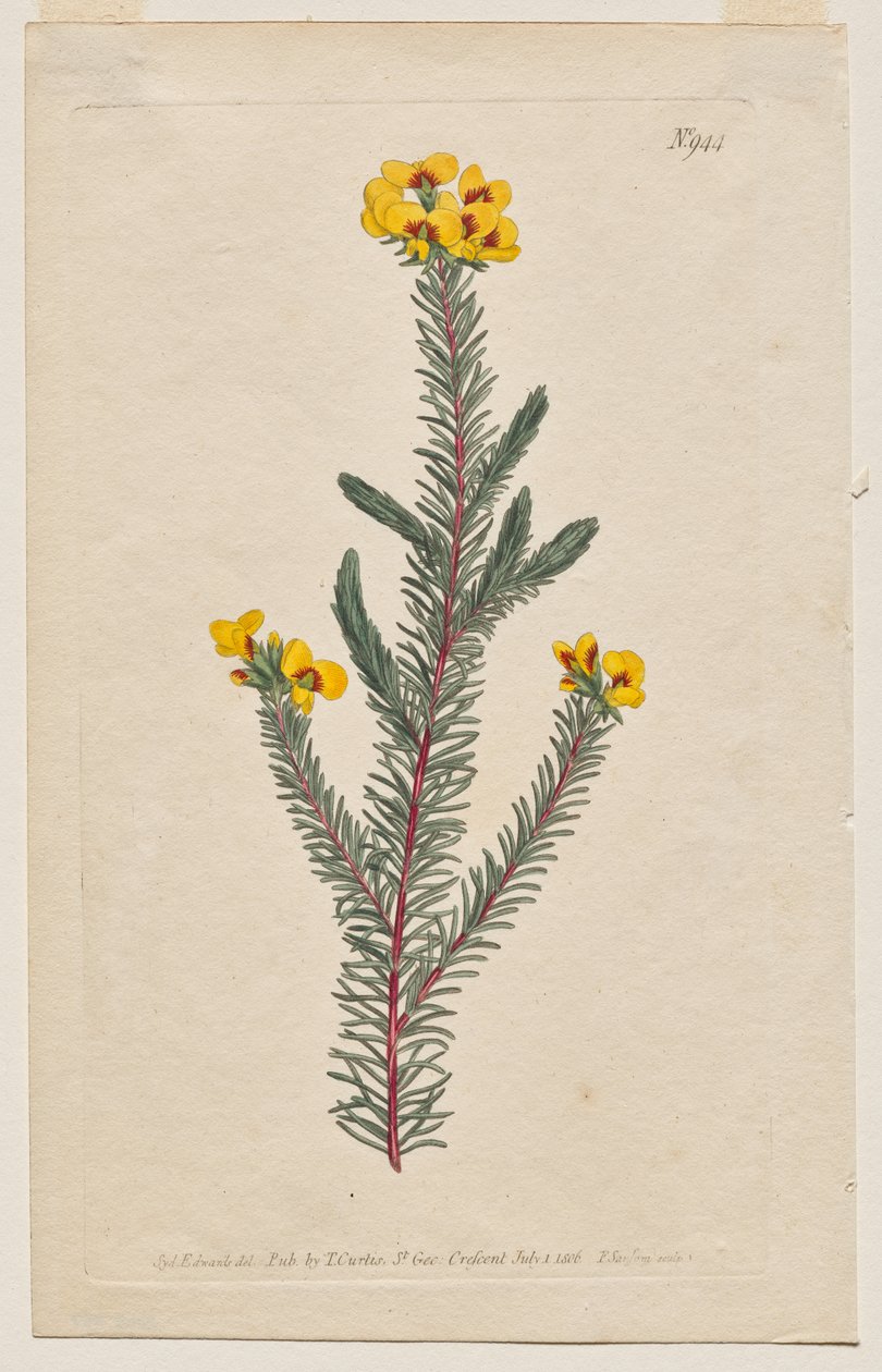 Sergilenen Botanik Dergisi veya Çiçek Bahçesi: Plaka 944, Dillwynia Glaberrima. Pürüzsüz Yapraklı Dillwynnia. [Dillwynia ericifolia gaberrima] by Francis Sansom