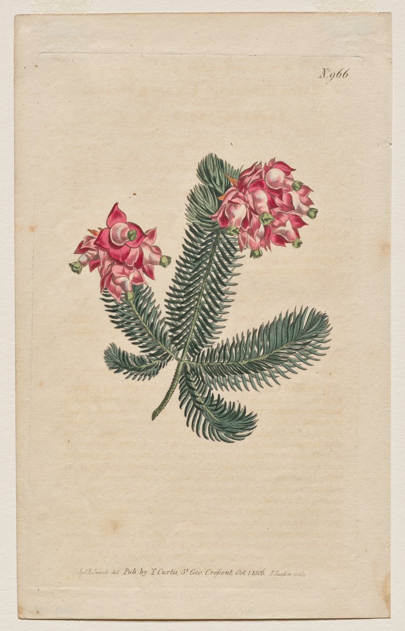 Sergilenen Botanik Dergisi veya Çiçek Bahçesi: Plaka 966, Erica Elegans. Zarif Heath [Erica glauca] by Francis Sansom