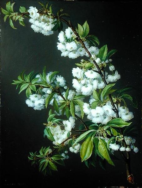 Bir Dal Beyaz Çiçek (tuval üzerine yağlı boya) by Francisco Lacoma
