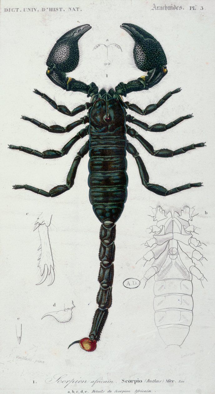 Afrika Akrebi (Akrep) (renkli gravür) by Francois Le Vaillant