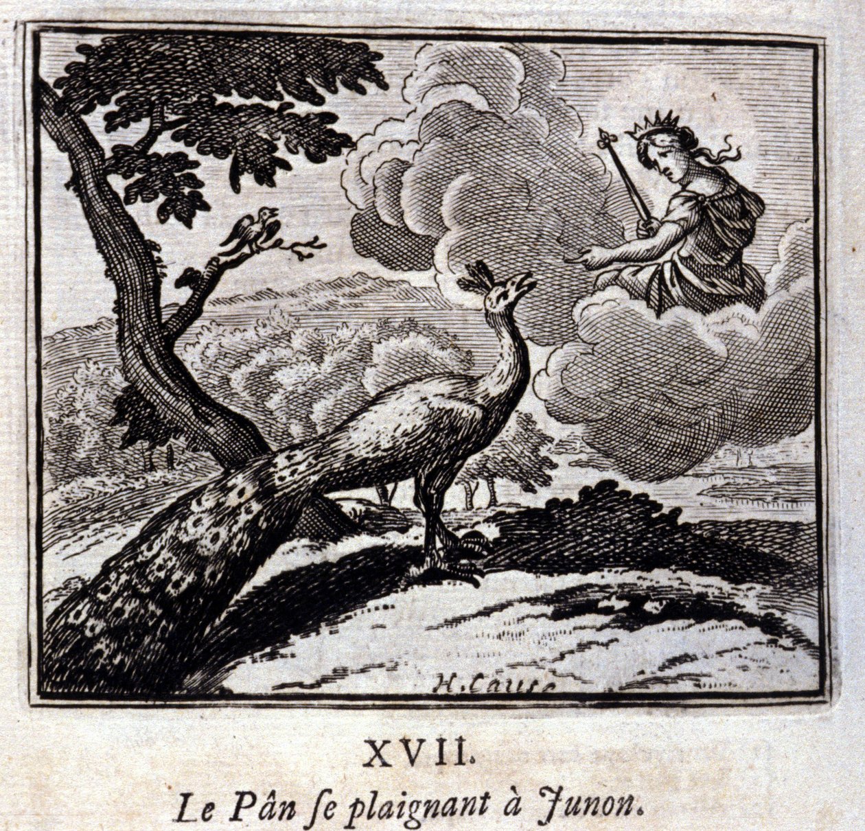 Tavus kuşu Junon