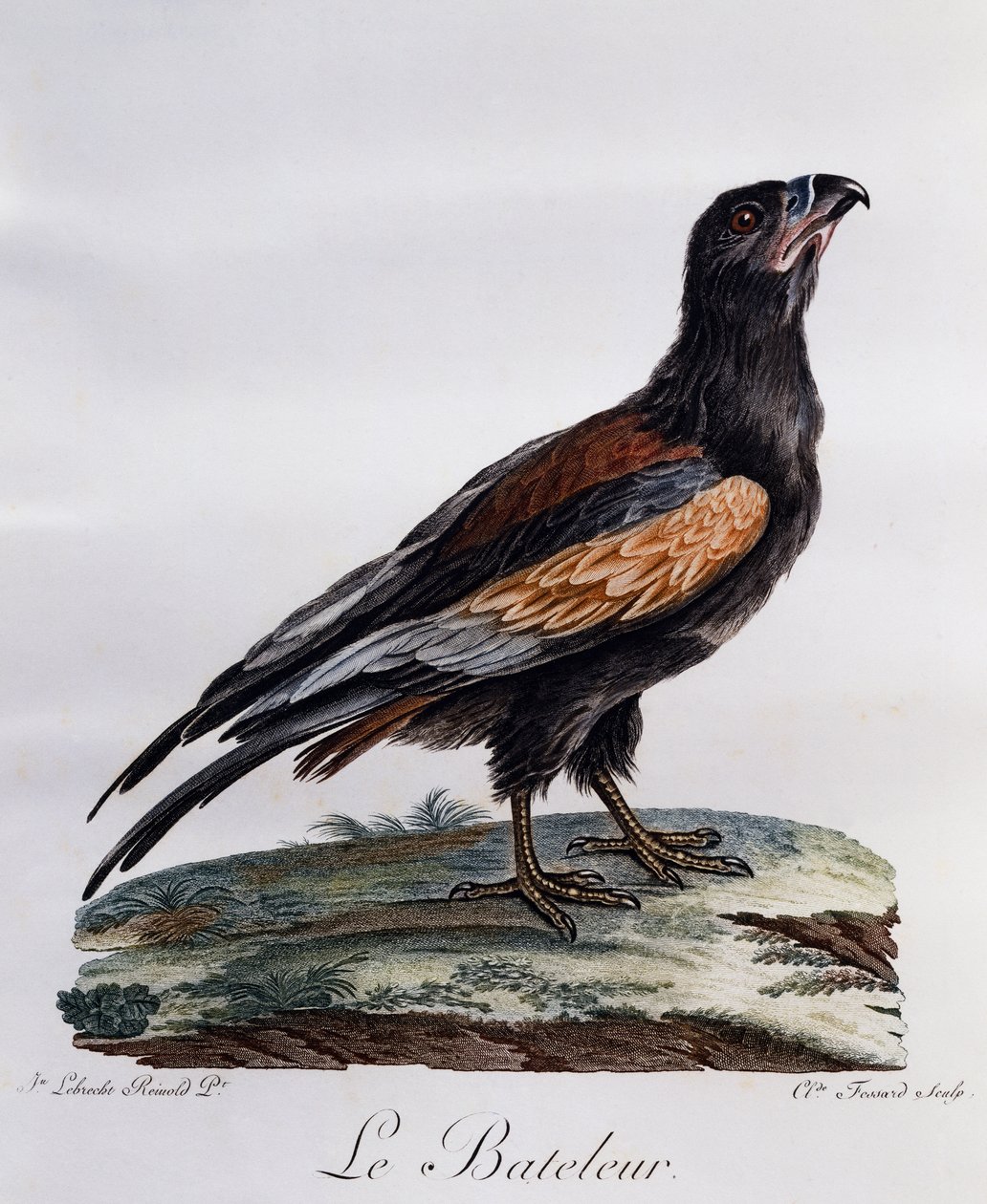 Yetişkin Bateleur (Terathopius ecaudatus), Histoire Naturelle des Oiseaux d