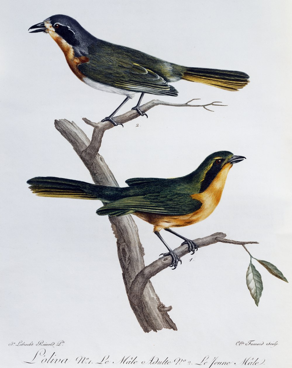 Zeytin Bushshrike