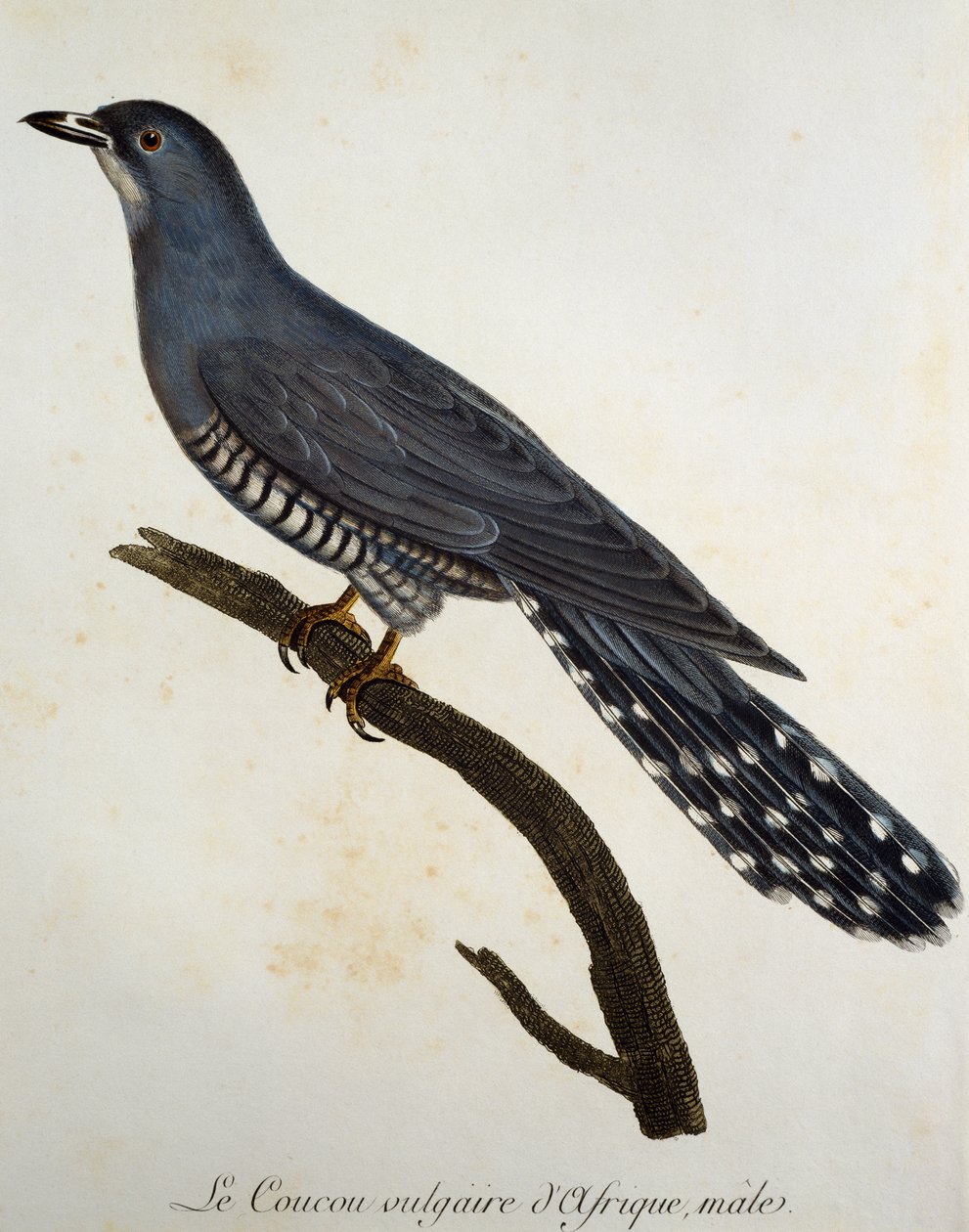 Afrika guguk kuşu (Cuculus gularis), Histoire Naturelle des Oiseaux d