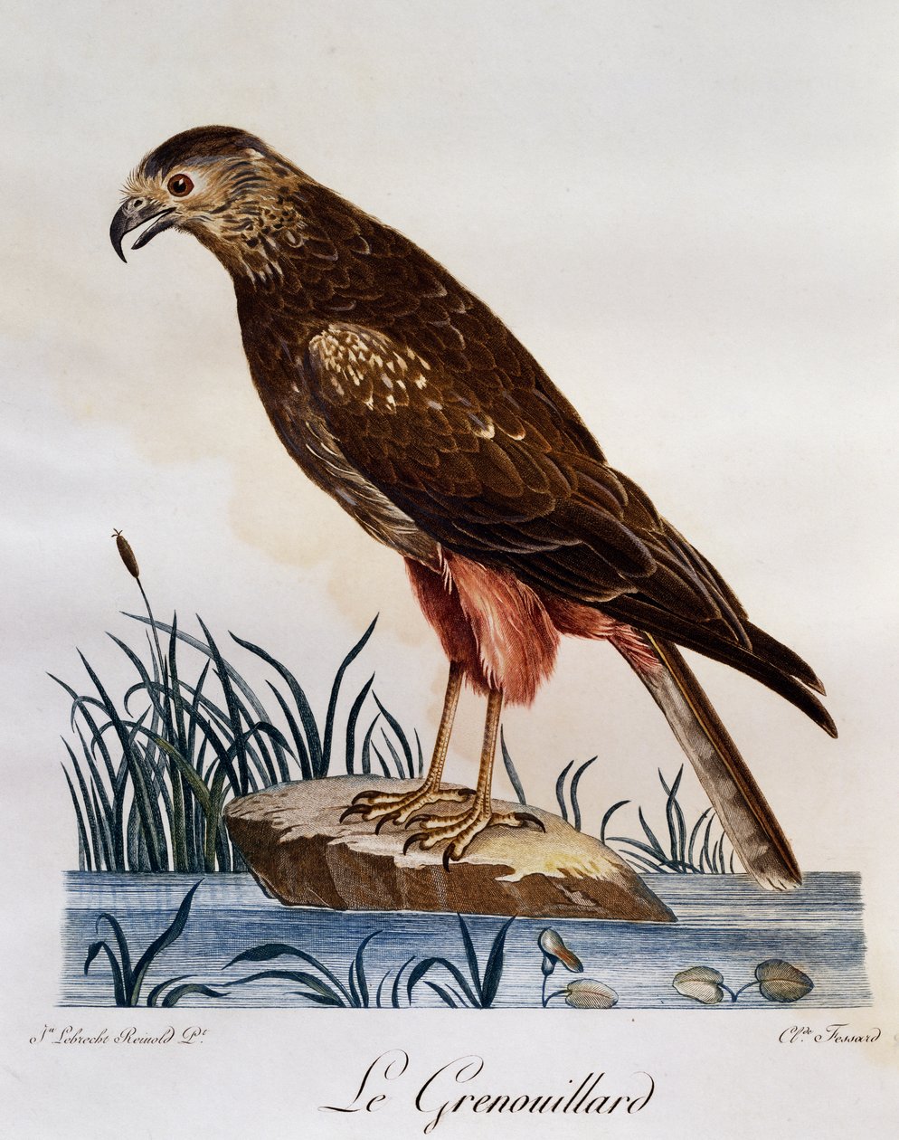 African Marsh Harrier (Circus ranivorus), Afrika Kuşlarının Doğal Tarihinden oyma by Francois Le Vaillant