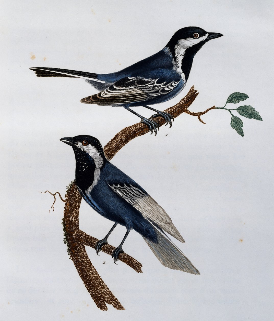 Kül baştankara (Parus cinerascens), Afrika Kuşlarının Doğal Tarihinden gravür by Francois Le Vaillant