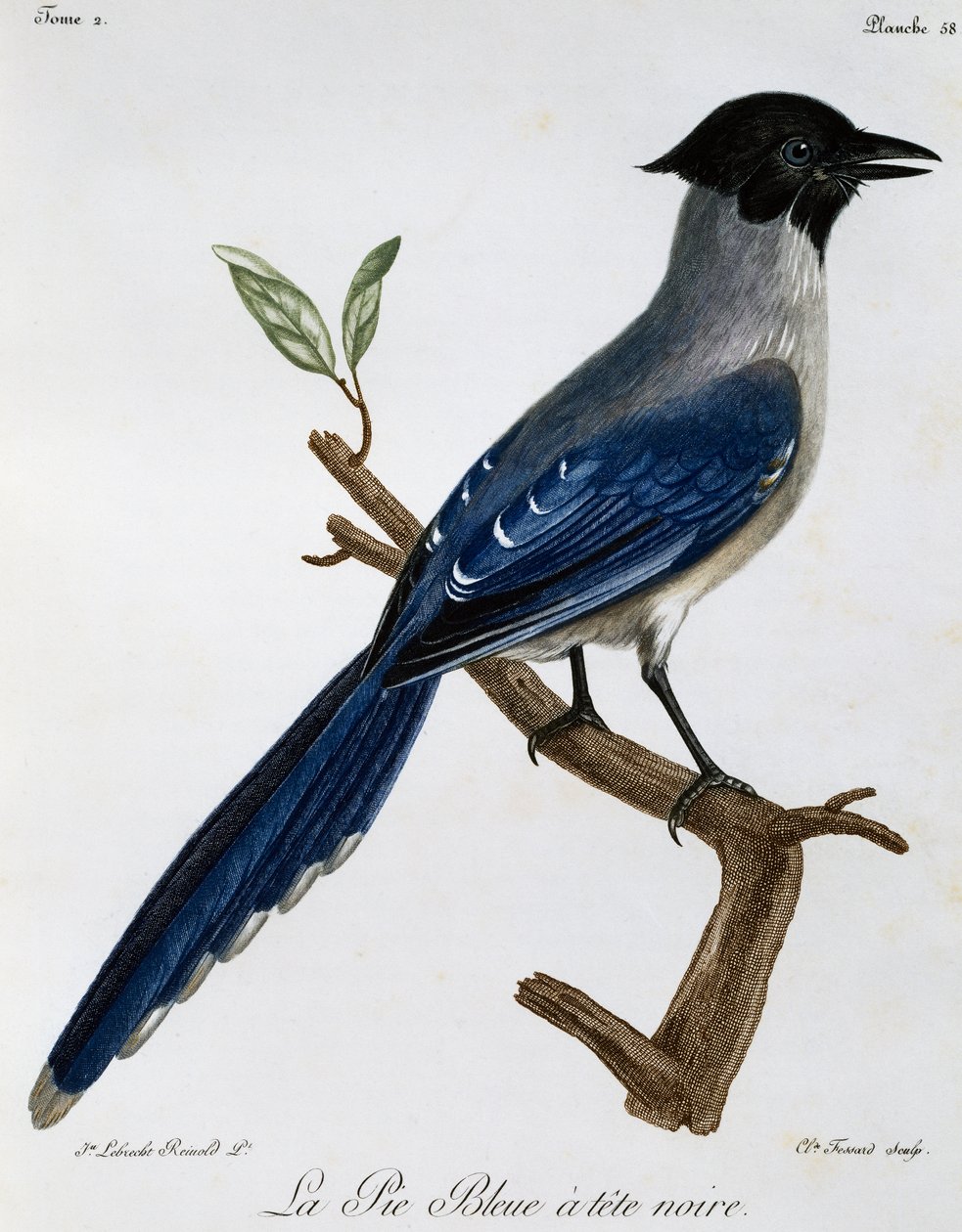 Azure Kanatlı Saksağan (Cyanopica cyanus), Afrika Kuşlarının Doğal Tarihinden gravür by Francois Le Vaillant