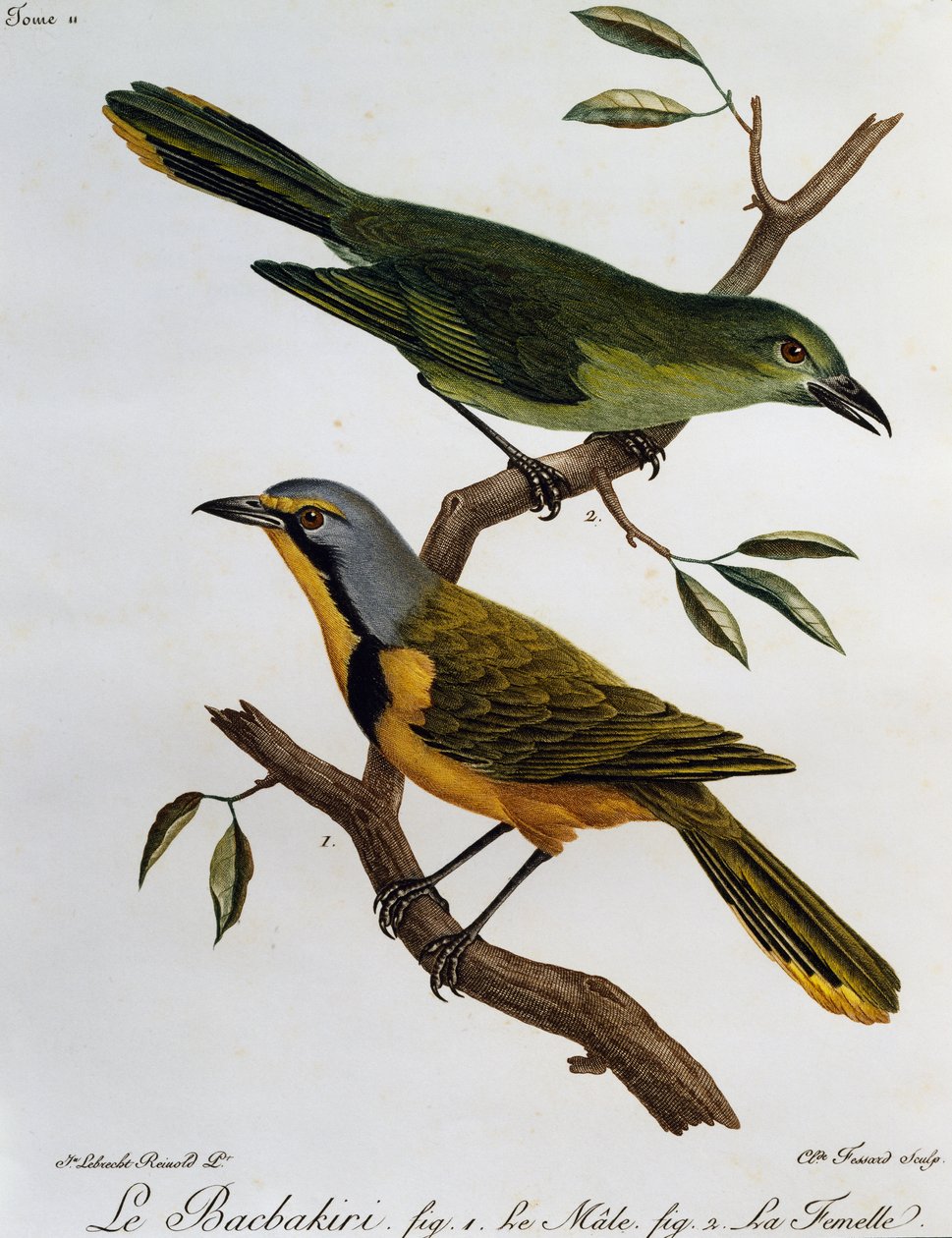 Bokmakierie Bushshrike (Telophorus zeylonus), Afrika Kuşlarının Doğal Tarihinden gravür by Francois Le Vaillant