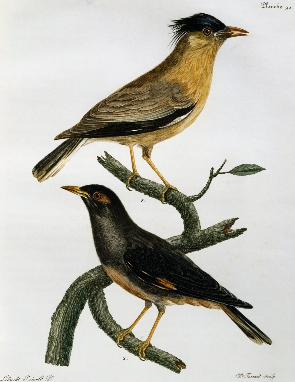 Brahminy Starling (Sturnus pagodarum) ve aşağıda, Bank Myna (Acridotheres ginginianus), Histoire Naturelle des Oiseaux d
