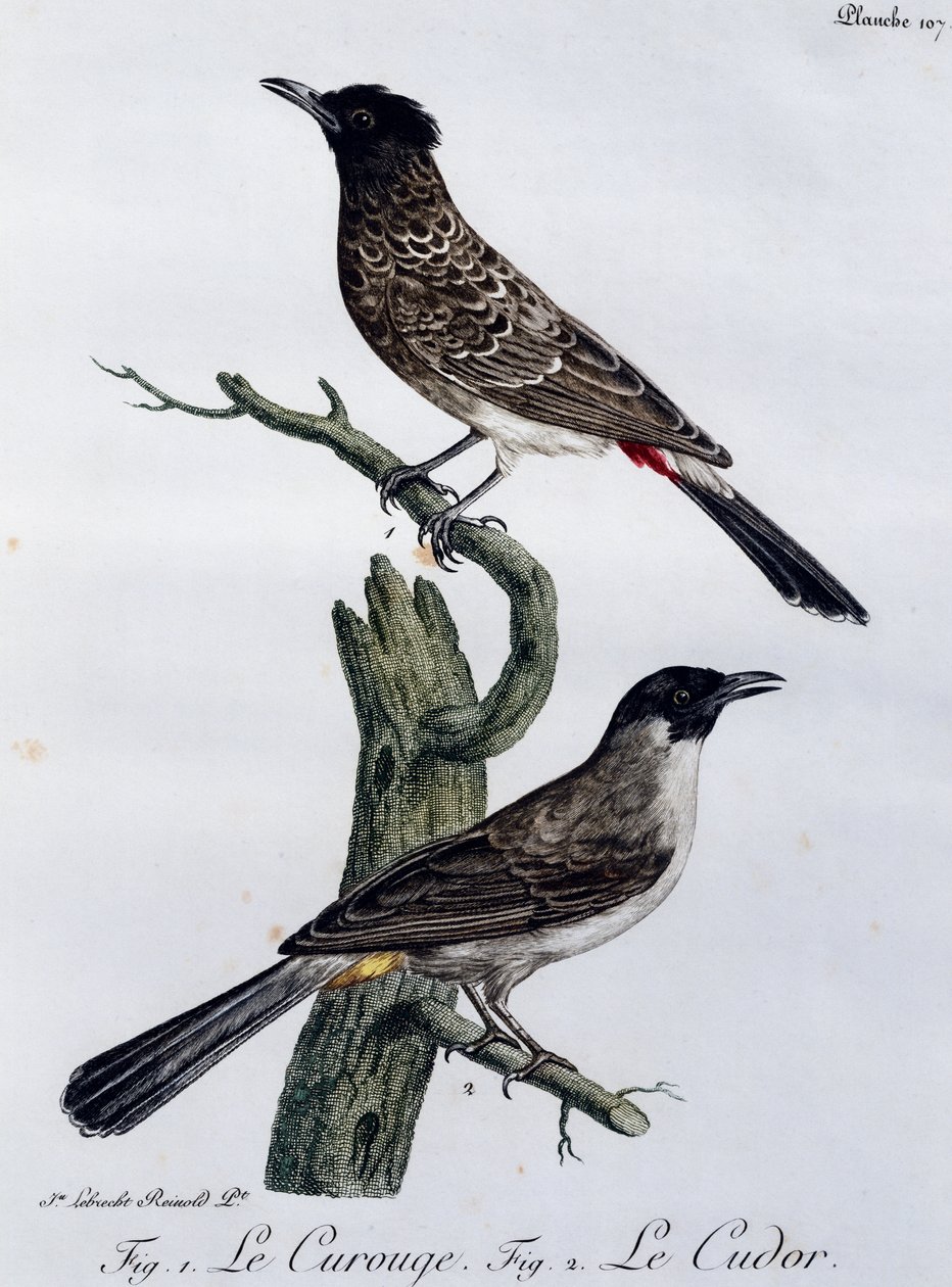 Bülbül Burnu (Pycnonotus capensis) ve aşağıda, Bahçe Bülbül (Pycnonotus barbatus), Histoire Naturelle des Oiseaux d