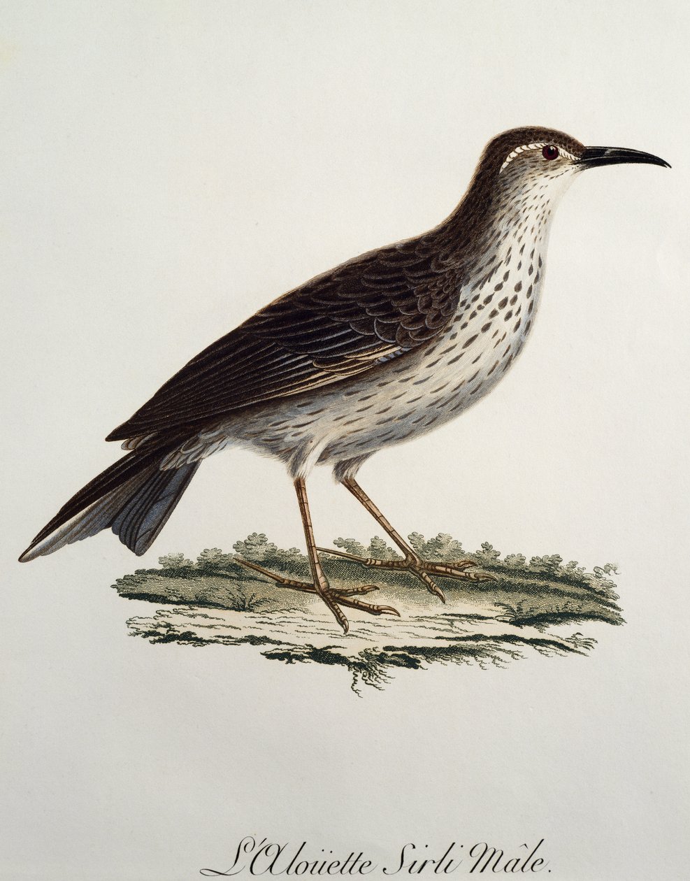 Cape Longbill erkek (Certhilauda curvirostris), gravür Histoire Naturelle des Oiseaux d