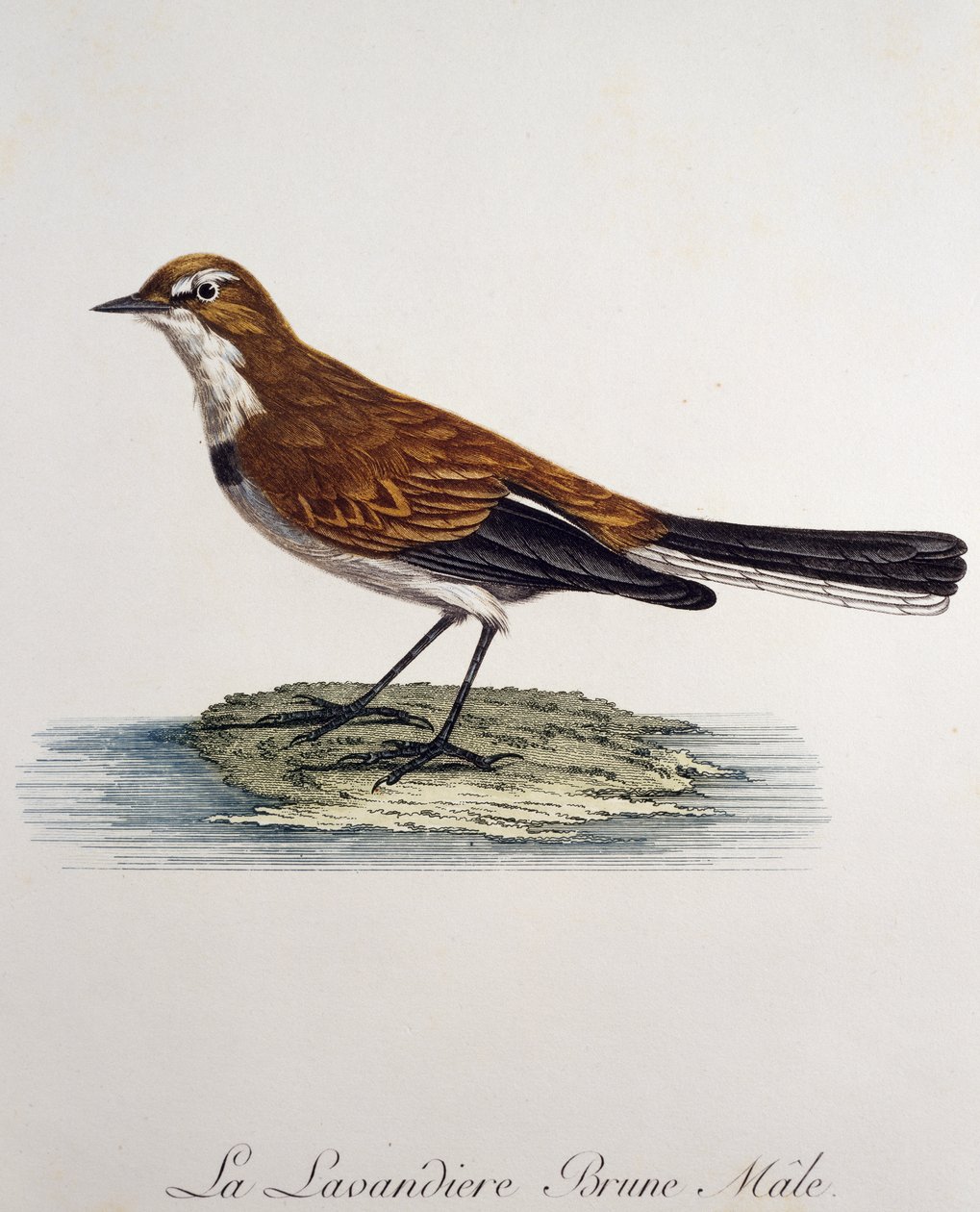 Erkek Cape Wagtail (Motacilla capensis), Francois Le Vaillant (1753-1824), Fransa tarafından Histoire Naturelle des Oiseaux d