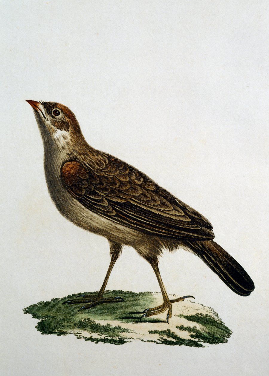 Dişi Guguk Kuşu, Francois Le Vaillant (1753-1824), Fransa tarafından Afrika Kuşlarının Doğal Tarihinden gravür by Francois Le Vaillant