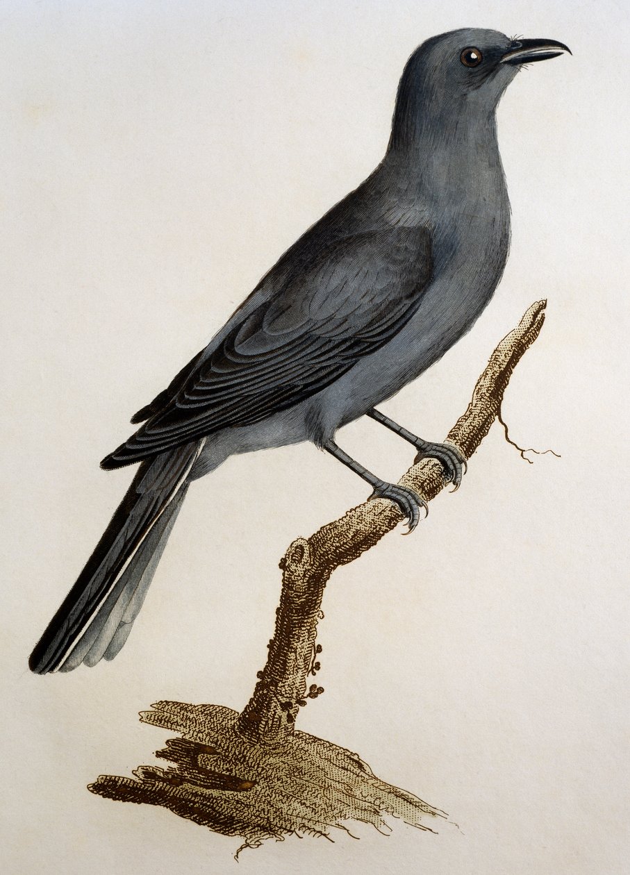 Gri Cuckooshrike (Coracina caesia), Francois Le Vaillant (1753-1824), Fransa tarafından Histoire Naturelle des Oiseaux d