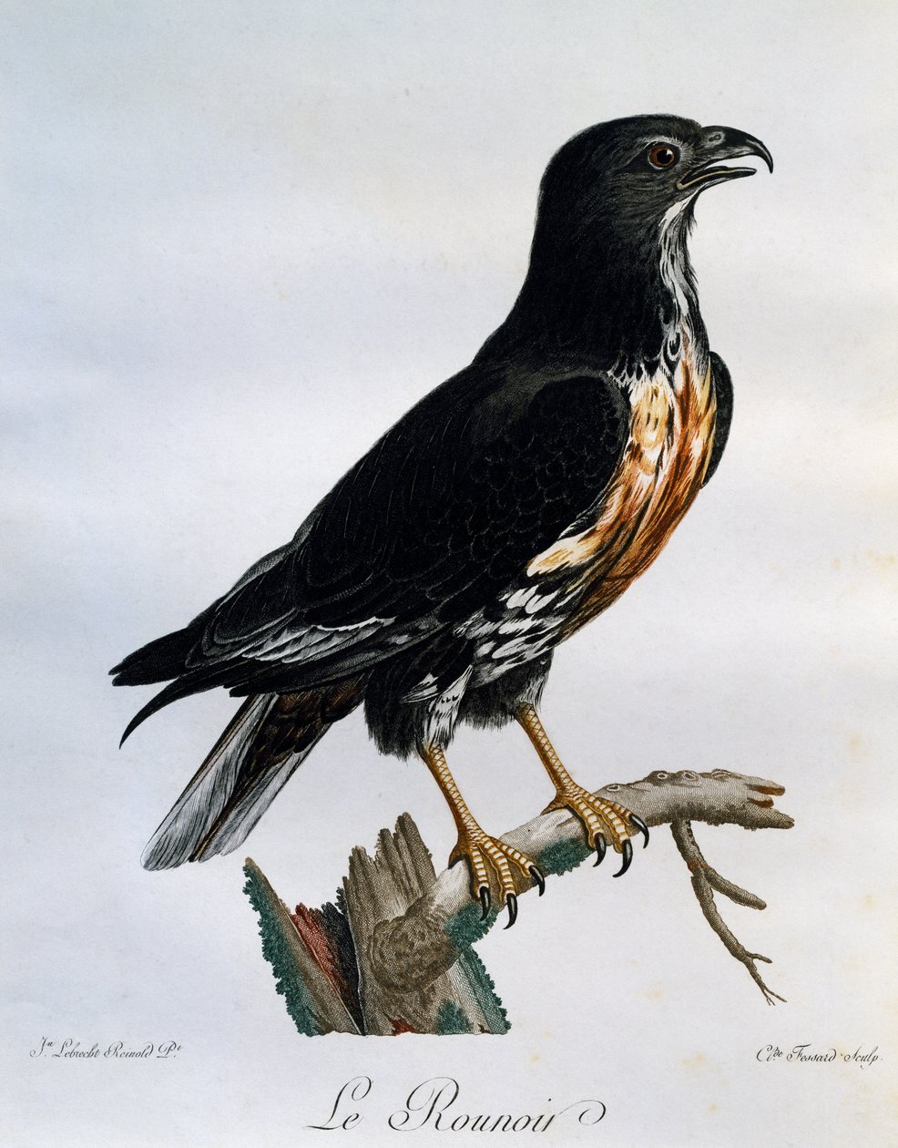 Çakal Şahini (Buteo rufofuscus), Afrika Kuşlarının Doğal Tarihinden gravür by Francois Le Vaillant