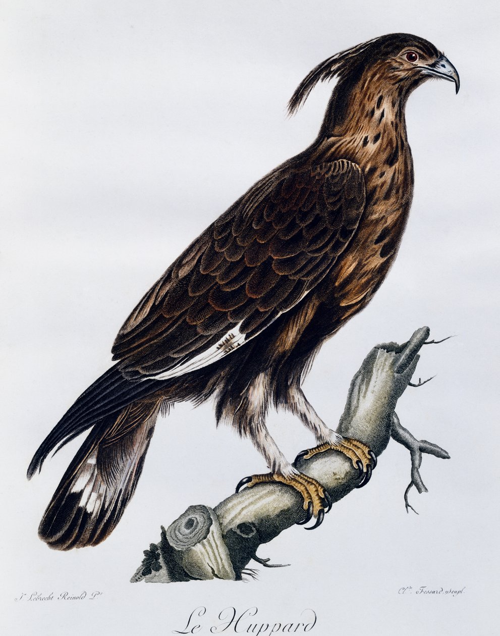Uzun tepeli kartal (Lophaetus occipitalis), Histoire Naturelle des Oiseaux d