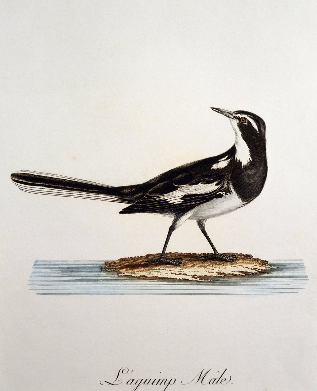 Erkek Afrika Pied Kuyruksallayan (Motacilla aguimp), Francois Le Vaillant (1753-1824), Fransa tarafından Histoire Naturelle des Oiseaux d