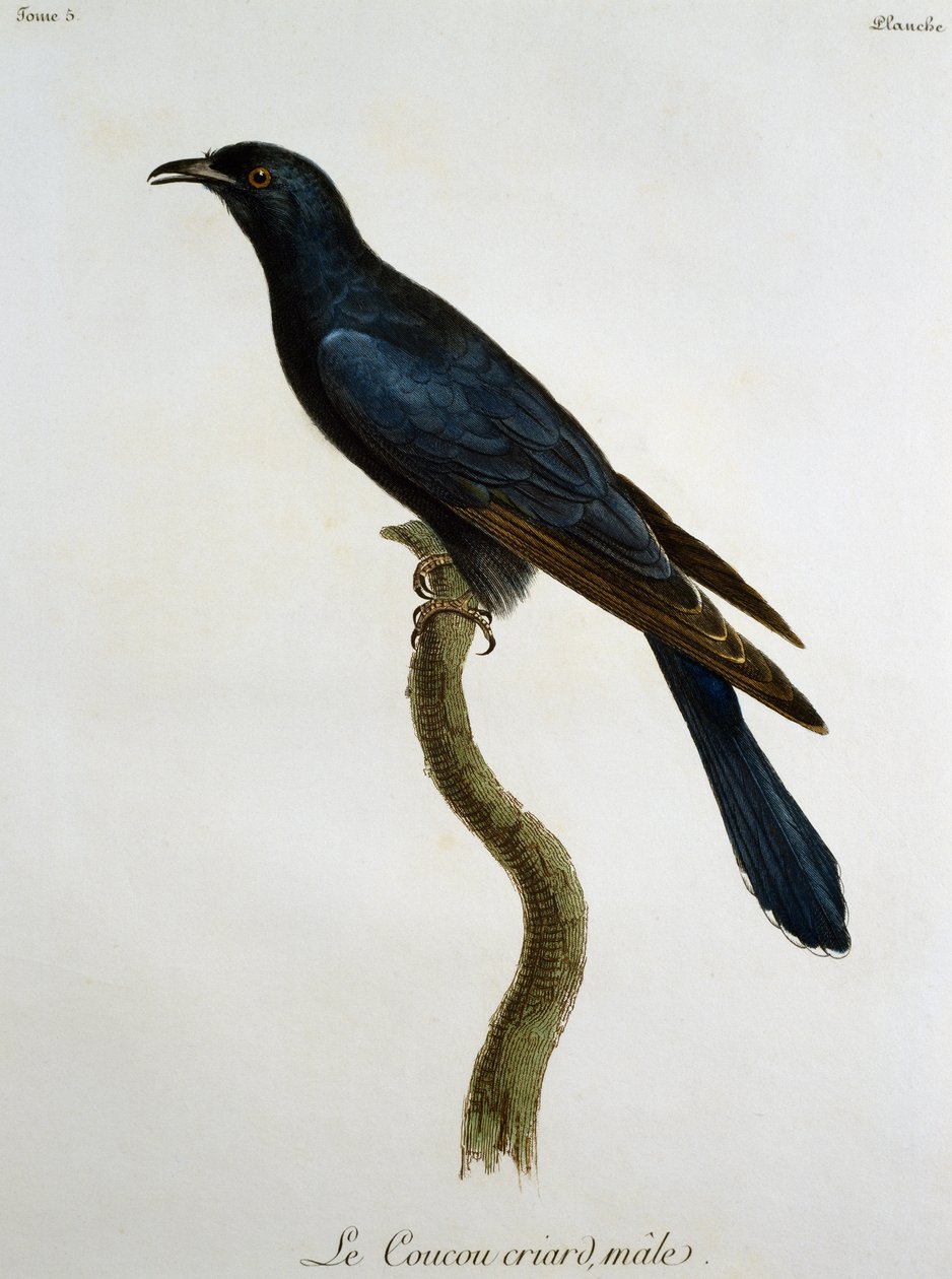 Erkek Kara Guguklu (Cuculus clamosus), Histoire Naturelle des Oiseaux d