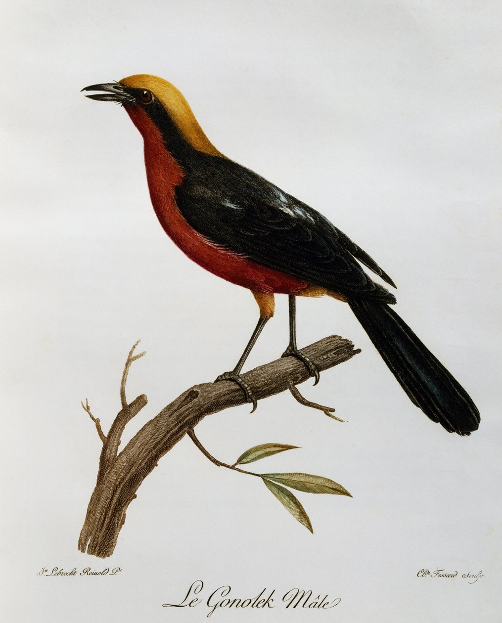 Erkek Ortak Gonolek (Laniarius barbarus), Afrika Kuşlarının Doğal Tarihinden gravür by Francois Le Vaillant