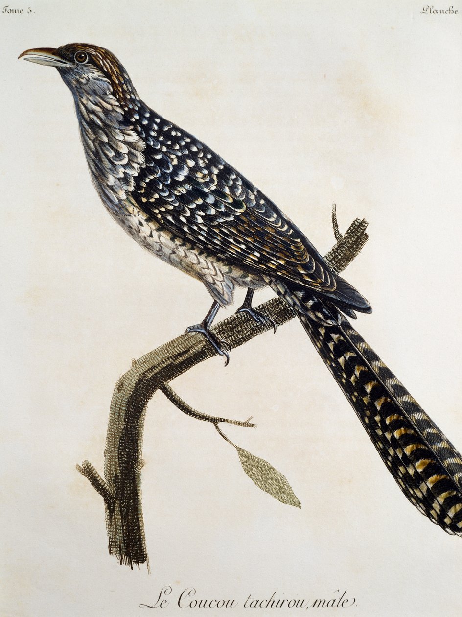 Erkek Coucou tachirou, Francois Le Vaillant (1753-1824), Fransa tarafından Histoire Naturelle des Oiseaux d