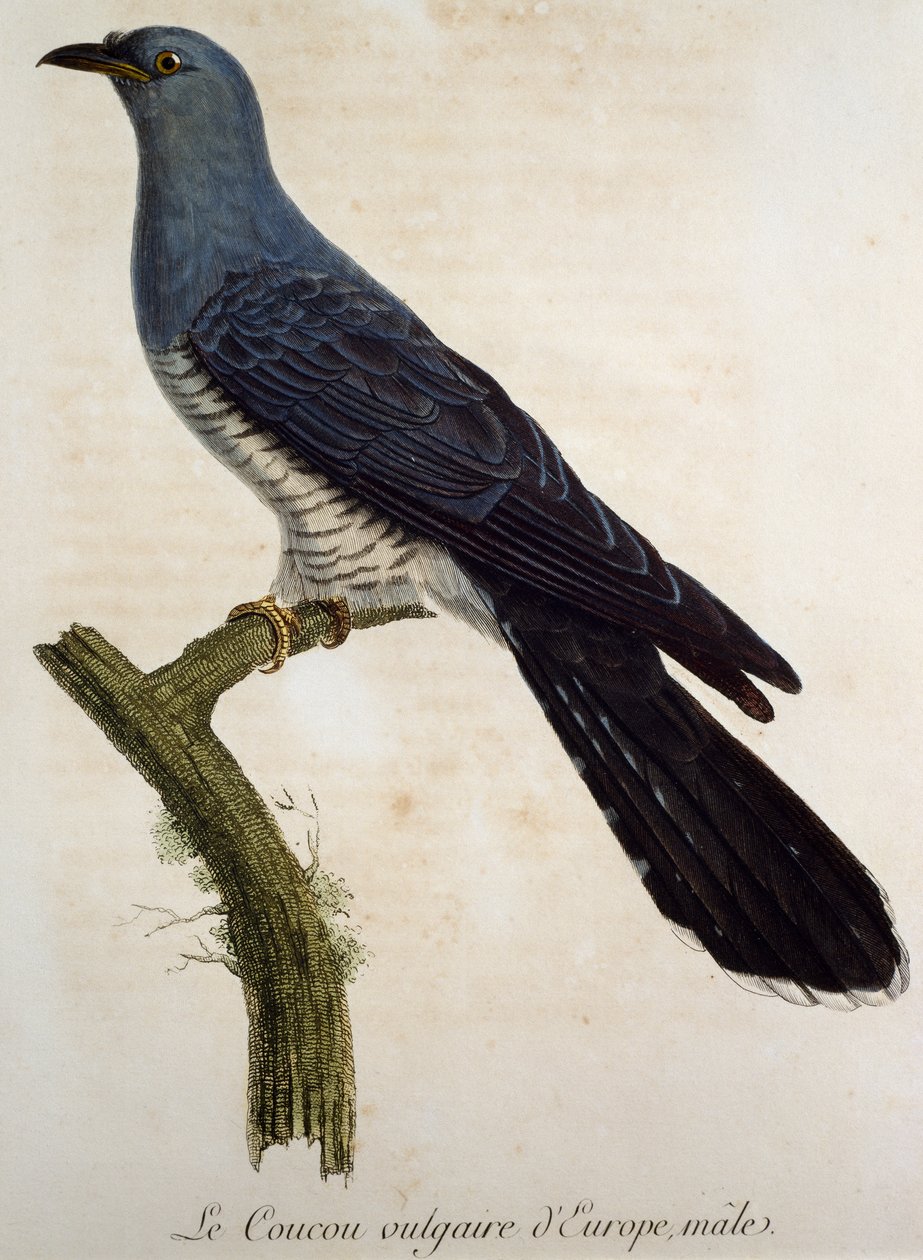 Erkek Guguk kuşu (Cuculus canorus), François Le Vaillant (1753-1824) tarafından Histoire Naturelle des Oiseaux d'Afrique'den gravür, Fransa by Francois Le Vaillant