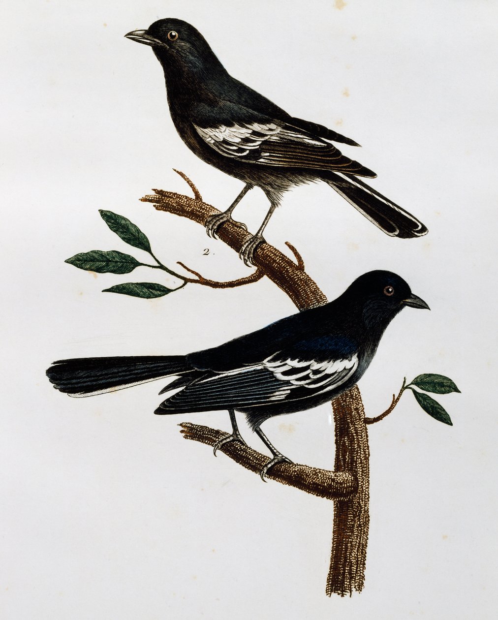 Siyah baştankara (Parus niger) erkek ve dişi, Histoire Naturelle des Oiseaux d