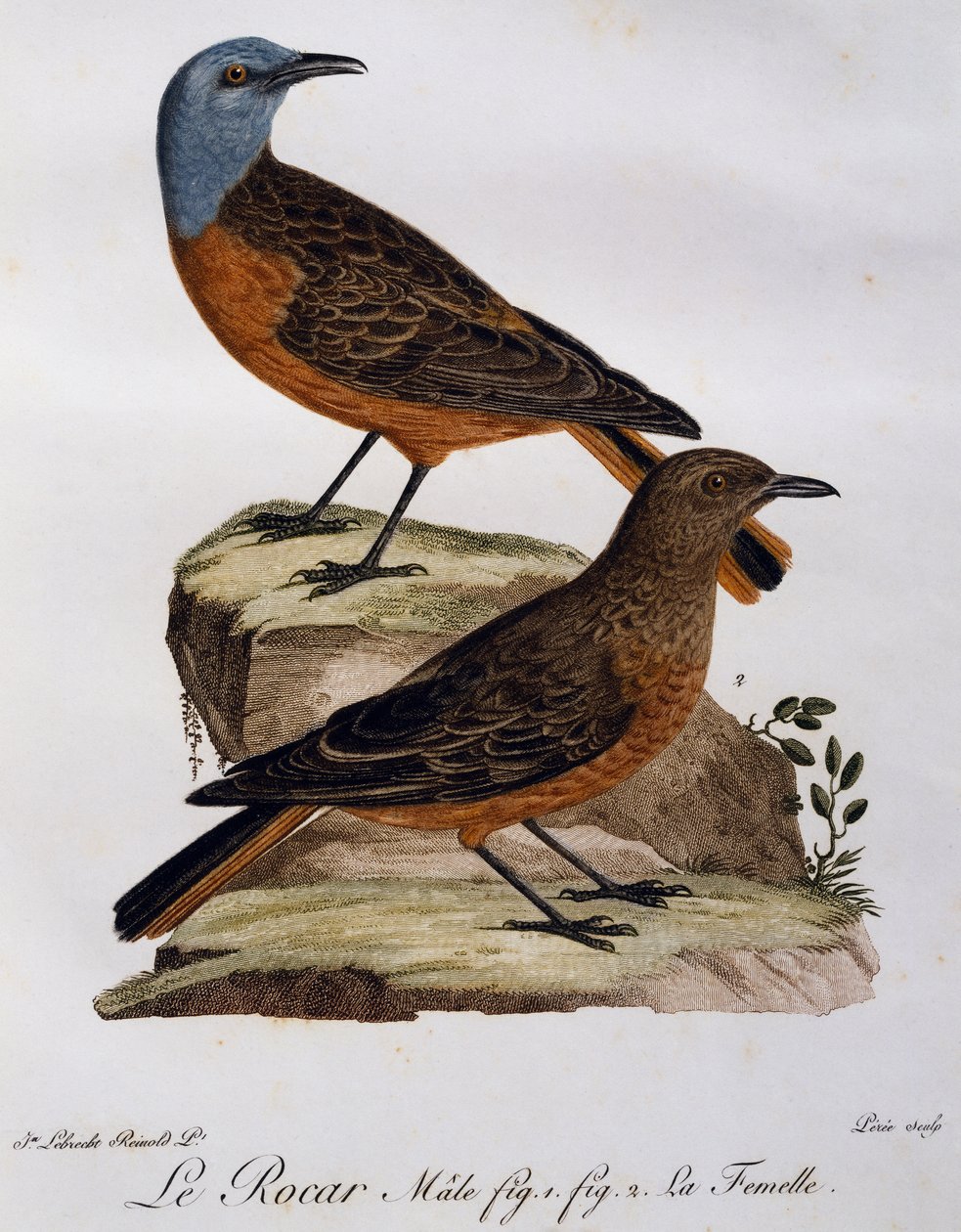 Erkek ve dişi Cape kaya ardıç kuşu (Monticola rupestris), Histoire Naturelle des Oiseaux d