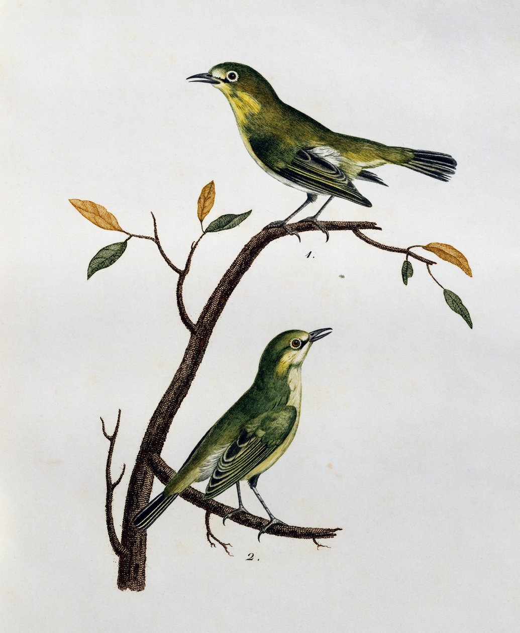 Soluk Beyaz Gözün (Zosterops pallidus) erkek ve dişi, Histoire Naturelle des Oiseaux d