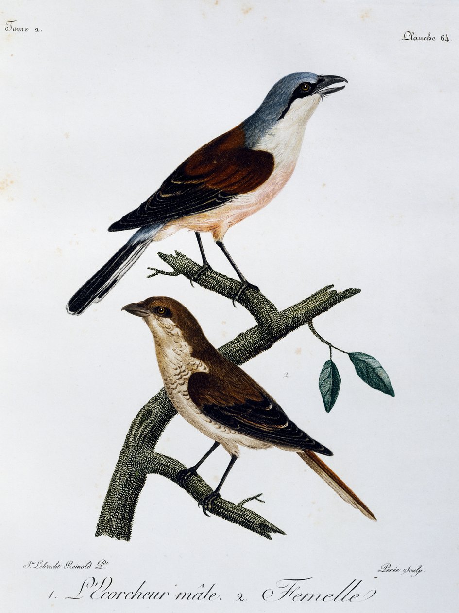 Histoire Naturelle des Oiseaux d
