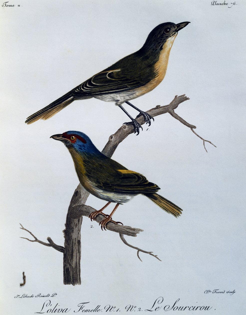 Zeytin Bushshrike (Telophorus olivaceus), Afrika Kuşlarının Doğal Tarihinden gravür by Francois Le Vaillant