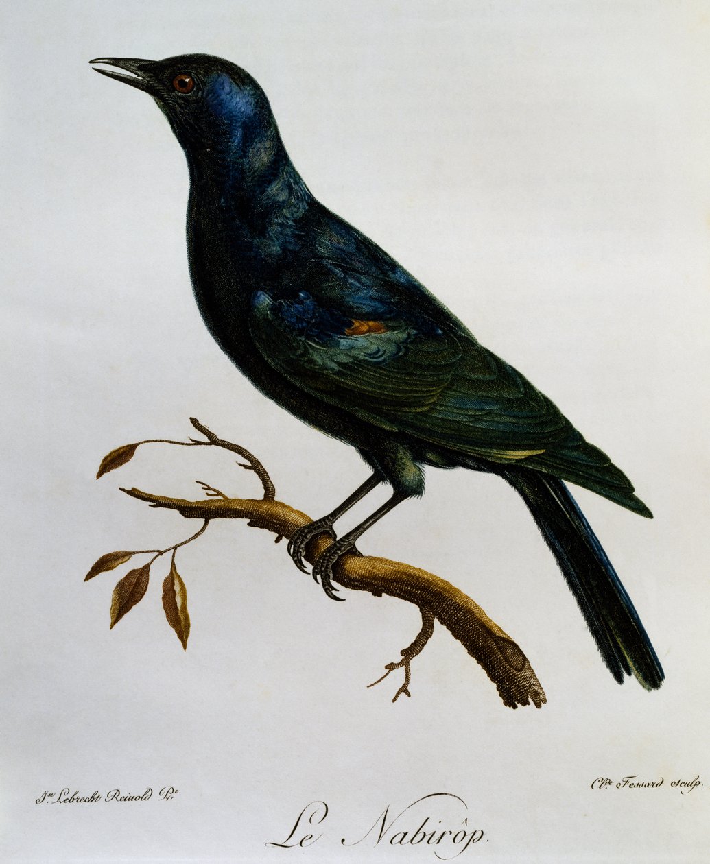 Afrika Kuşlarının Doğal Tarihinden gravür soluk kanatlı sığırcık (Onychognathus nabouroup) by Francois Le Vaillant