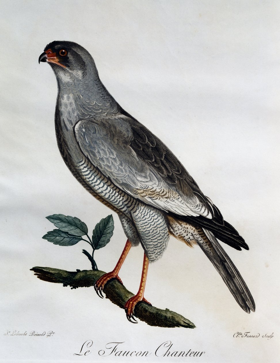 Soluk Chanting-Goshawk (Melierax canorus), Afrika Kuşlarının Doğal Tarihinden gravür by Francois Le Vaillant
