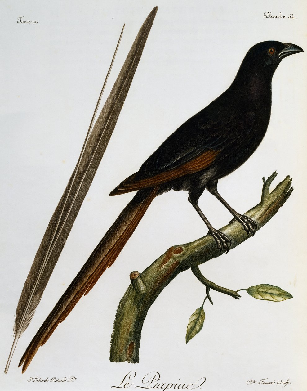 Piapiac (Ptilostomus afer), Histoire Naturelle des Oiseaux d