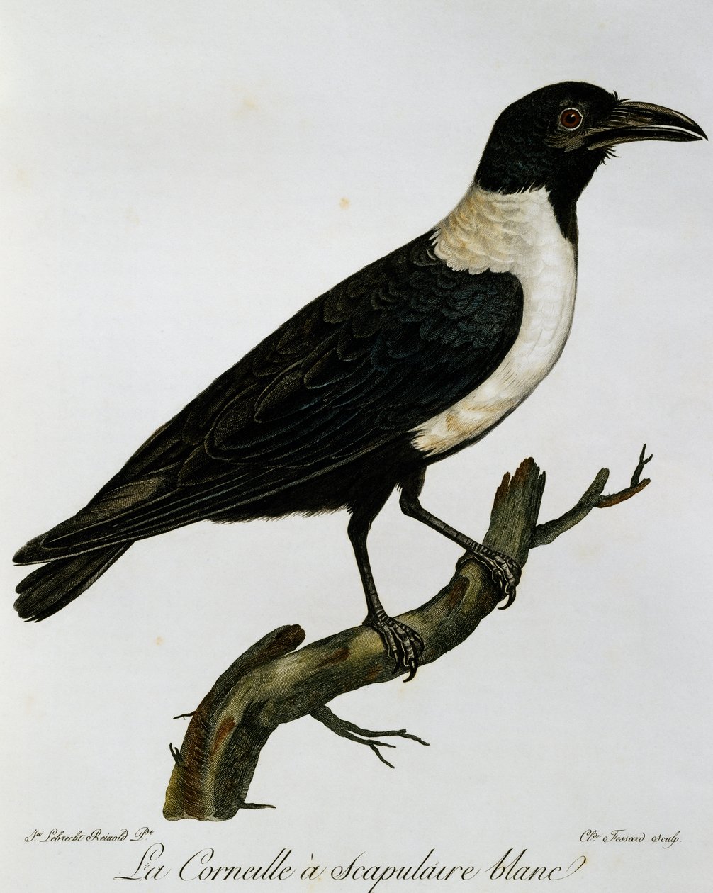 Alaca Kargası (Corvus albus), Afrika Kuşlarının Doğal Tarihinden gravür by Francois Le Vaillant