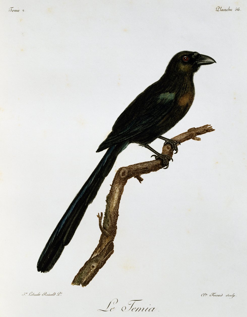 Raket kuyruklu Treepie (Crypsirina temia), Afrika Kuşlarının Doğal Tarihinden gravür by Francois Le Vaillant