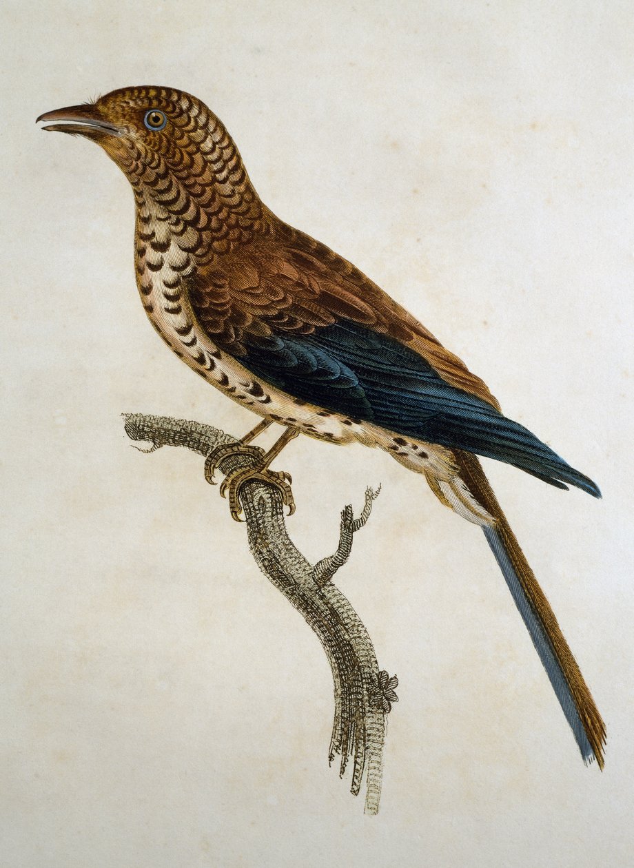 Histoire Naturelle des Oiseaux d