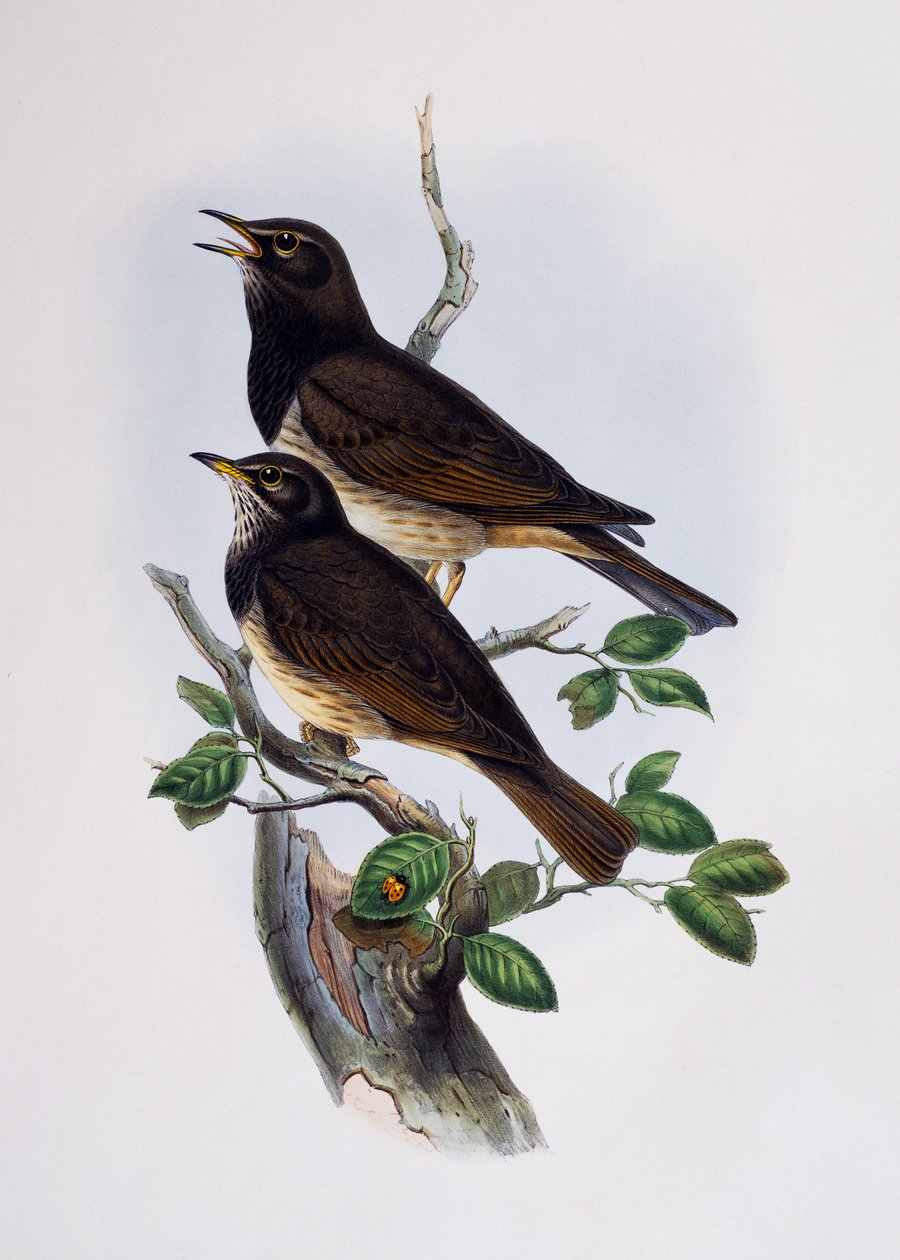 Kırmızı omuzlu Parlak Starling (Lamprotornis nitens), Histoire Naturelle des Oiseaux d