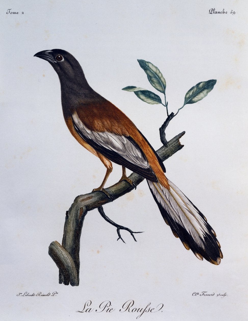 Kızıl Ağaç Pastası (Dendrocitta vagabunda), Afrika Kuşlarının Doğal Tarihinden gravür by Francois Le Vaillant