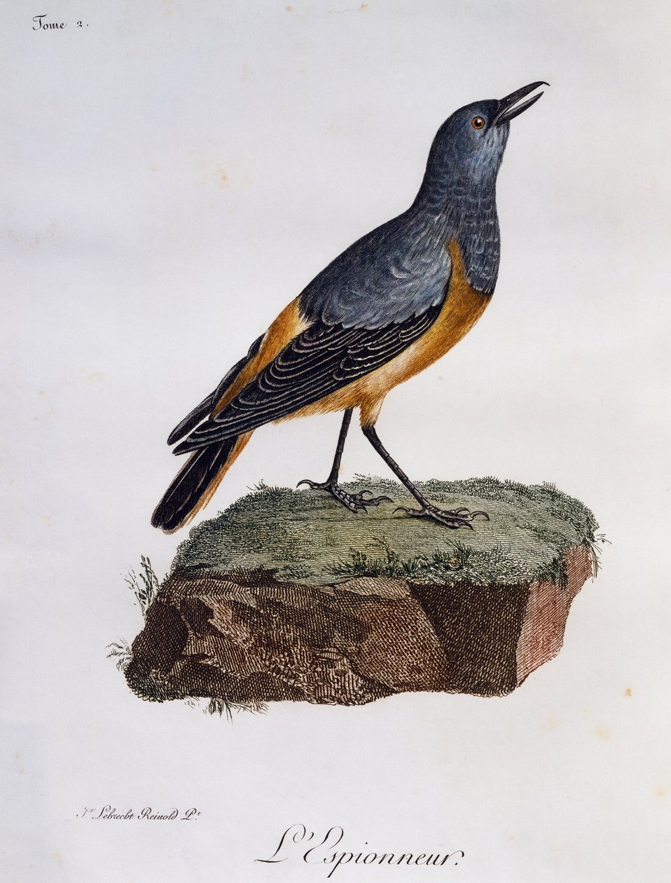 Sentinel kaya ardıç kuşu (Monticola kaşifi), Histoire Naturelle des Oiseaux d