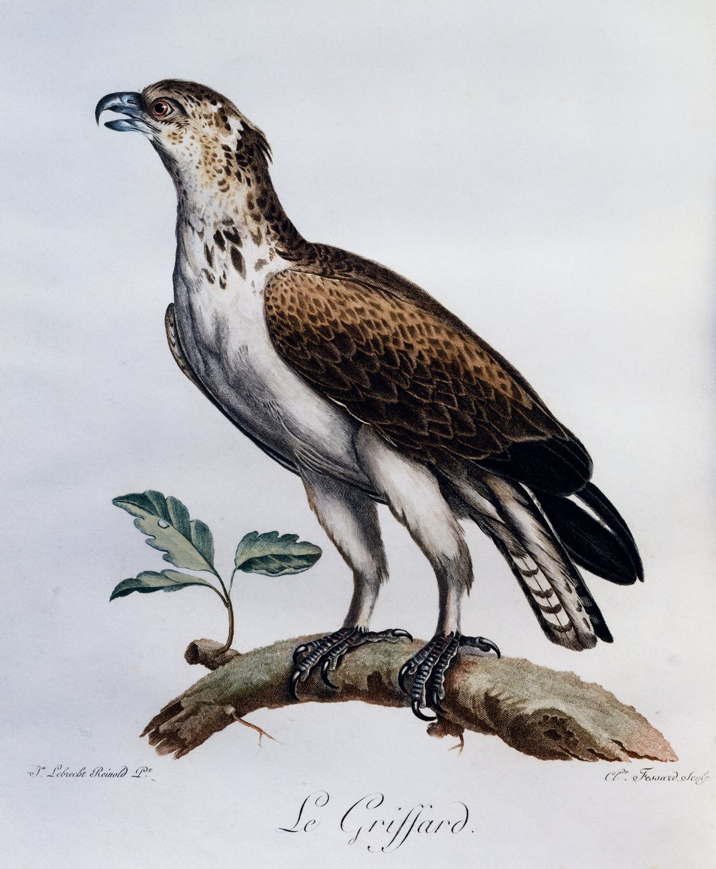 Kısa parmaklı Yılan-Kartal (Circaetus gallicus), Afrika Kuşlarının Doğal Tarihinden gravür by Francois Le Vaillant