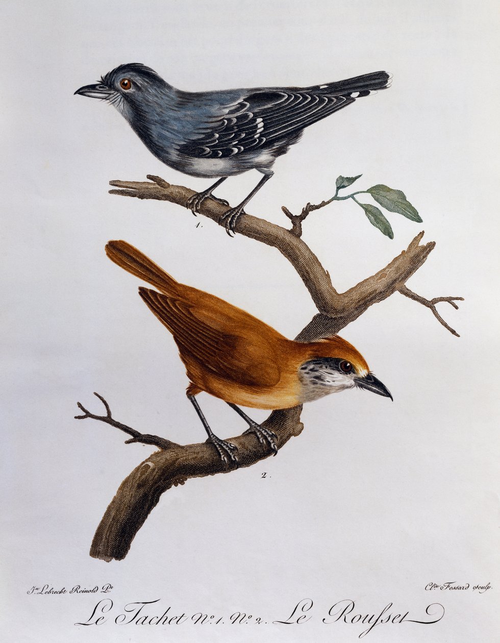Tachet ve aşağıda, Rousset, Histoire Naturelle des Oiseaux d