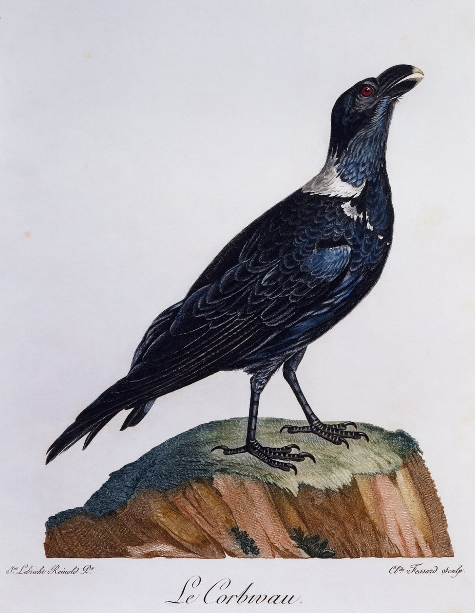 Beyaz boyunlu Kuzgun (Corvus albicollis), Afrika Kuşlarının Doğal Tarihinden gravür by Francois Le Vaillant