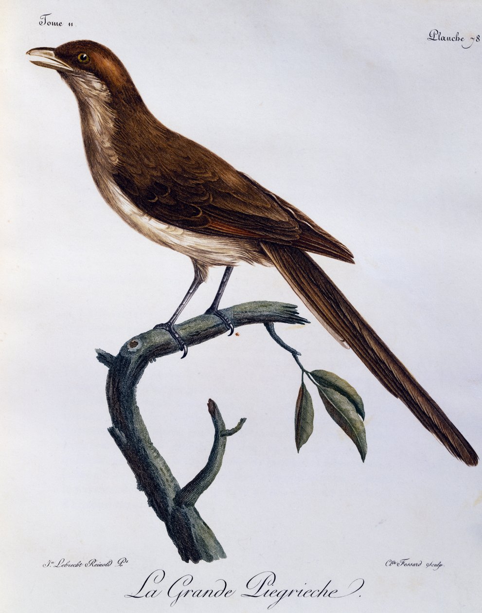 Sarı gagalı Örümcek (Corvinella corvina), Afrika Kuşlarının Doğal Tarihinden gravür by Francois Le Vaillant